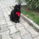 Nalan Kılıçarslan ürün değerlendirmesi
